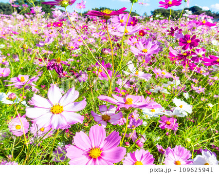 秋晴れの下、花いっぱいの明るく満開のコスモス畑 109625941