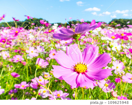 秋晴れの下、花いっぱいの明るく満開のコスモス畑 109625948