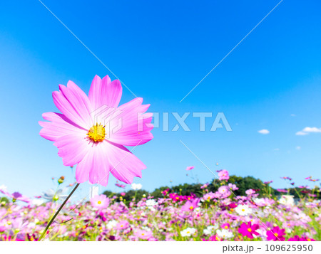 秋晴れの下、花いっぱいの明るく満開のコスモス畑 秋晴れの下、花いっぱいの明るく満開のコスモス畑 109625950