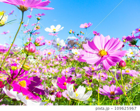 秋晴れの下、花いっぱいの明るく満開のコスモス畑 109625967