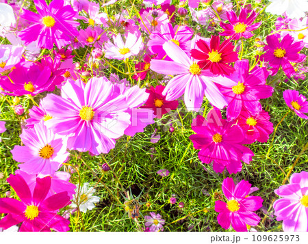 秋晴れの下、花いっぱいの明るく満開のコスモス畑 秋晴れの下、花いっぱいの明るく満開のコスモス畑 109625973