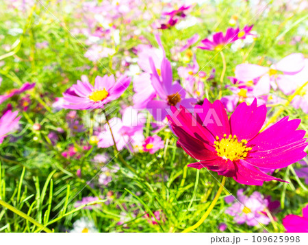 秋晴れの下、花いっぱいの明るく満開のコスモス畑 秋晴れの下、花いっぱいの明るく満開のコスモス畑 109625998