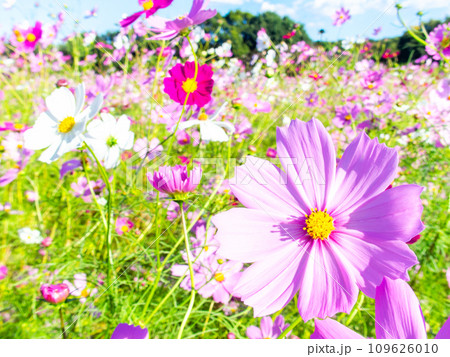 秋晴れの下、花いっぱいの明るく満開のコスモス畑 秋晴れの下、花いっぱいの明るく満開のコスモス畑 109626010