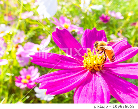 秋晴れの下、花いっぱいの明るく満開のコスモス畑で蜜を吸うミツバチ 秋晴れの下、花いっぱいの明るく満開のコスモス畑で蜜を吸うミツバチ 109626058