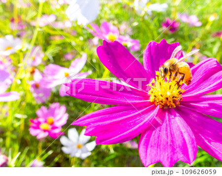 秋晴れの下、花いっぱいの明るく満開のコスモス畑で蜜を吸うミツバチ 秋晴れの下、花いっぱいの明るく満開のコスモス畑で蜜を吸うミツバチ 109626059