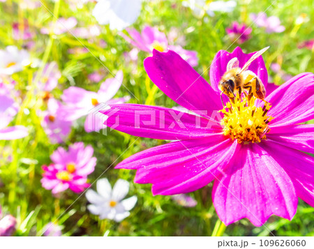 秋晴れの下、花いっぱいの明るく満開のコスモス畑で蜜を吸うミツバチ 109626060