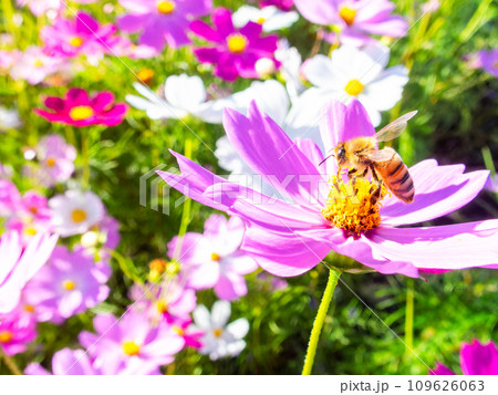 秋晴れの下、花いっぱいの明るく満開のコスモス畑で蜜を吸うミツバチ 秋晴れの下、花いっぱいの明るく満開のコスモス畑で蜜を吸うミツバチ 109626063