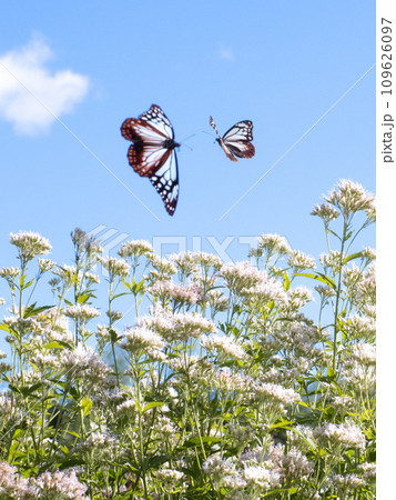 アサギマダラ アサギマダラ 109626097