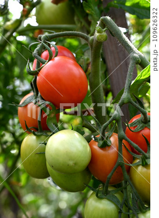 Tomato plants in greenhouse Green, red tomatoes plantation. Organic farming, young tomato plants growth in greenhouse 109626322