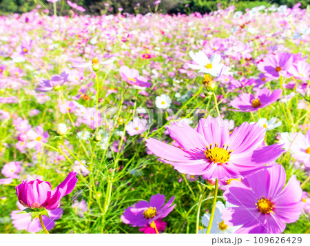 秋晴れの下、花いっぱいの明るく満開のコスモス畑 秋晴れの下、花いっぱいの明るく満開のコスモス畑 109626429