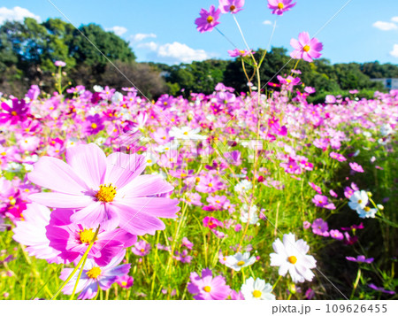 秋晴れの下、花いっぱいの明るく満開のコスモス畑 秋晴れの下、花いっぱいの明るく満開のコスモス畑 109626455