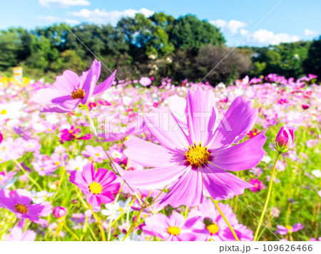 秋晴れの下、花いっぱいの明るく満開のコスモス畑 秋晴れの下、花いっぱいの明るく満開のコスモス畑 109626466