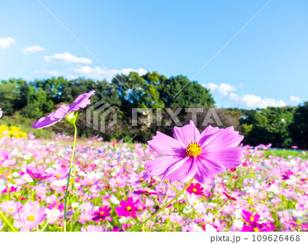 秋晴れの下、花いっぱいの明るく満開のコスモス畑 秋晴れの下、花いっぱいの明るく満開のコスモス畑 109626468