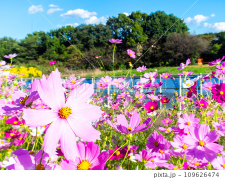 秋晴れの下、花いっぱいの明るく満開のコスモス畑 109626474