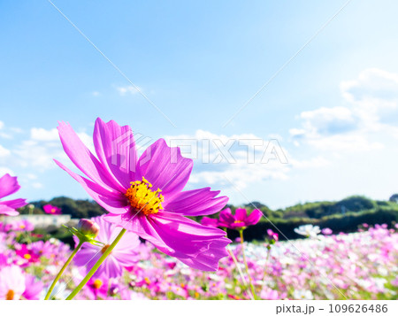 秋晴れの下、花いっぱいの明るく満開のコスモス畑 秋晴れの下、花いっぱいの明るく満開のコスモス畑 109626486