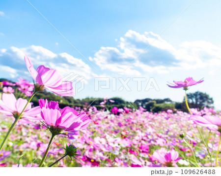 秋晴れの下、花いっぱいの明るく満開のコスモス畑 秋晴れの下、花いっぱいの明るく満開のコスモス畑 109626488