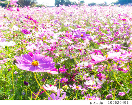 秋晴れの下、花いっぱいの明るく満開のコスモス畑 秋晴れの下、花いっぱいの明るく満開のコスモス畑 109626491
