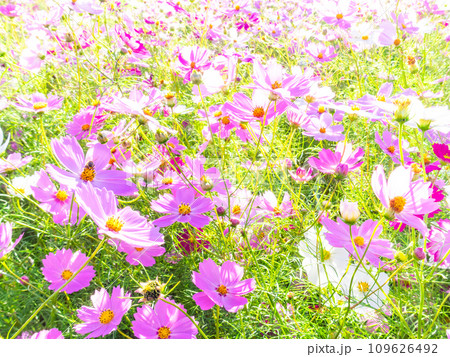 秋晴れの下、花いっぱいの明るく満開のコスモス畑 秋晴れの下、花いっぱいの明るく満開のコスモス畑 109626492