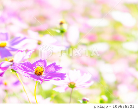 秋晴れの下、花いっぱいの明るく満開のコスモス畑 秋晴れの下、花いっぱいの明るく満開のコスモス畑 109626503