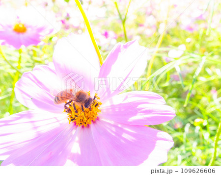 秋晴れの下、花いっぱいの明るく満開のコスモス畑で蜜を吸うミツバチ 109626606