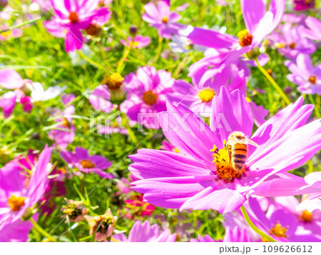 秋晴れの下、花いっぱいの明るく満開のコスモス畑で蜜を吸うミツバチ 109626612