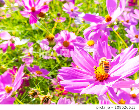 秋晴れの下、花いっぱいの明るく満開のコスモス畑で蜜を吸うミツバチ 秋晴れの下、花いっぱいの明るく満開のコスモス畑で蜜を吸うミツバチ 109626613
