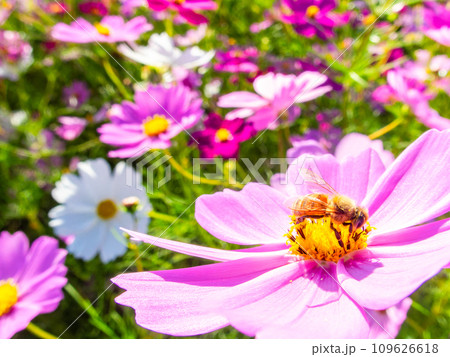 秋晴れの下、花いっぱいの明るく満開のコスモス畑で蜜を吸うミツバチ 109626618