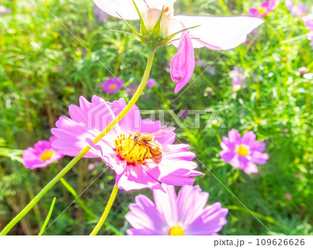 秋晴れの下、花いっぱいの明るく満開のコスモス畑で蜜を吸うミツバチ 109626626