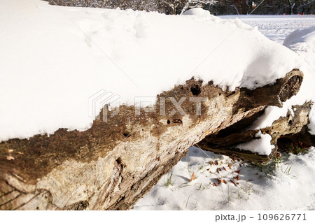 An old fallen tree is covered with snow in the park. An old fallen tree is covered with snow in the park. 109626771