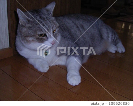 アメショとチンチラのハーフ猫 109626886