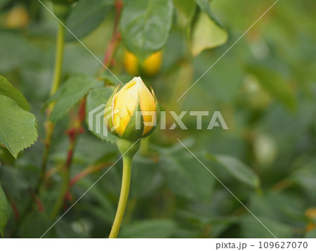 バラ　ジュード・ジ・オブスキュア　つぼみ 109627070