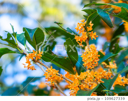 秋の景色　オレンジ色に色づいた芳醇な香りのキンモクセイ 109627339