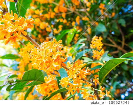 秋の景色　オレンジ色に色づいた芳醇な香りのキンモクセイ 109627345