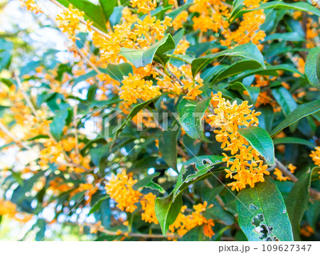 秋の景色　オレンジ色に色づいた芳醇な香りのキンモクセイ 109627347