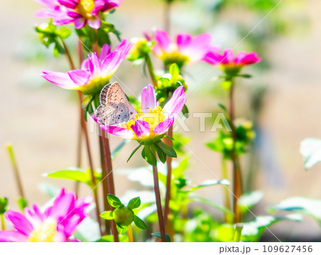 秋晴れの下、満開のダリアの蜜を吸いに来たかわいいシジミチョウ 109627456