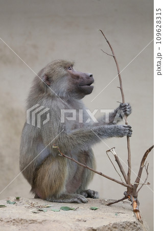 木の枝を持つ横向きのマントヒヒ 109628315