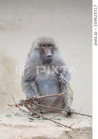 木の枝を掴んで座るマントヒヒ 木の枝を掴んで座るマントヒヒ 109628317