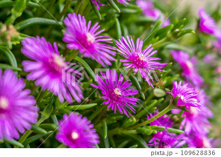 花火~マツバギク~ 花火~マツバギク~ 109628836