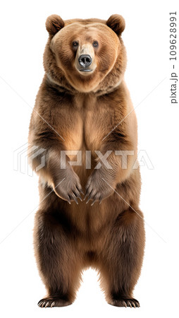 Brown Bear, isolated on white background. AI generated Illustration. 109628991