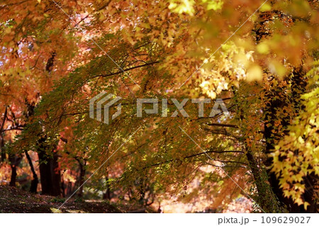 紅葉した木々 109629027