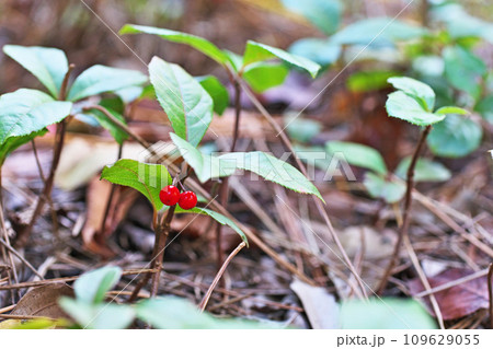 赤いジュウリョウの実（秋、十一月） 109629055