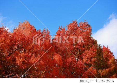真っ赤な紅葉 109629313