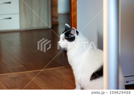 Black and white cat at home closeup portrait 109629488