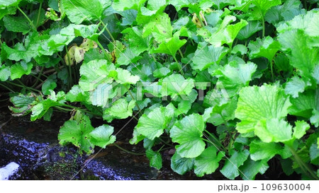 わさび田の風景 109630004