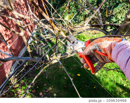 peasant trims apple tree twigs with garden pruner peasant trims apple tree twigs with garden pruner 109630466