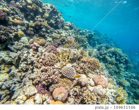 Underwater life of reef with corals and tropical fish. Coral Reef at the Red Sea, Egypt. Underwater life of reef with corals and tropical fish. Coral Reef at the Red Sea, Egypt. 109631586