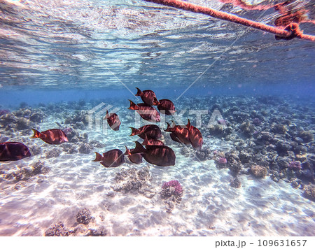 Red Sea sailfin tang or Desjardin's sailfin tang at coral reef.. 109631657