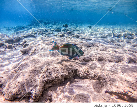 Close up view of Hipposcarus longiceps or Longnose Parrotfish (Hipposcarus Harid) at coral reef.. 109631659