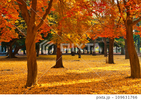 東京 代々木公園の紅に染まる紅葉 もみじ 東京 代々木公園の紅に染まる紅葉 もみじ 109631766