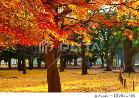 東京 代々木公園の紅に染まる紅葉  もみじ 東京 代々木公園の紅に染まる紅葉  もみじ 109631769